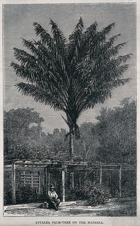 Palm tree (Attalea species) growing near the Madeira River in S. America, with a man seated beneath it. Wood engraving, c. 1867.