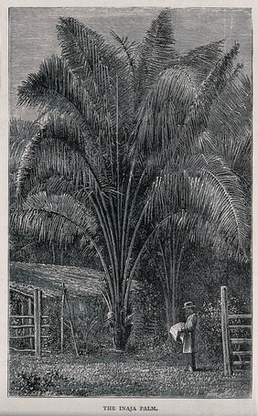 Palm tree (Inaja palm) with man standing beneath. Wood engraving, c. 1867.