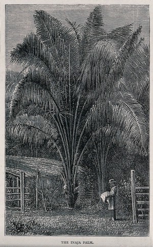 view Palm tree (Inaja palm) with man standing beneath. Wood engraving, c. 1867.