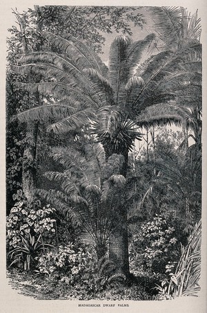 view Dwarf palms in a Madagascarn rainforest. Wood engraving, c. 1867.