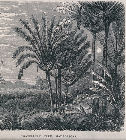 A stand of traveller's palms (Ravenala madagascariensis) in Madagascar. Wood engraving, c. 1867.