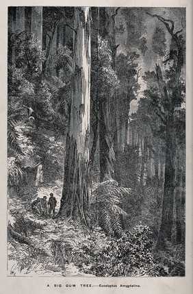 Three men standing by the huge trunk of an Australian mountain ash tree (Eucalyptus amygdalina), in a forest. Wood engraving, c. 1867.