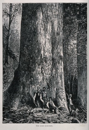 view Four men standing by the huge trunk of an Australian mountain ash tree (Eucalyptus species). Wood engraving, c. 1867.