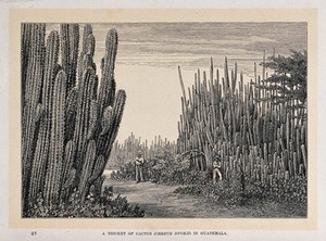 view A thicket of cactus (Cereus dyckii) in Guatemala. Wood engraving, c. 1867.