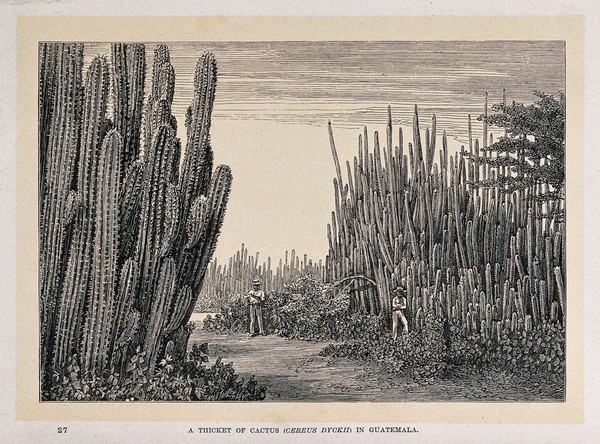 A thicket of cactus (Cereus dyckii) in Guatemala. Wood engraving, c. 1867.