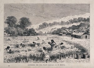 view Women gathering leaves of the coca plant (Erythroxylum coca) in Bolivia. Wood engraving, c. 1867.