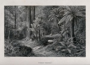 view Tree-ferns in an Australian forest with two hunters in the distance. Engraving by E. Brandard, c. 1873, after N. Chevalier.