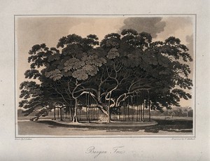 view Banyan tree (Ficus benghalensis) with many spreading aerial roots. Aquatint by T. Medland, c. 1807, after J. Cordiner.