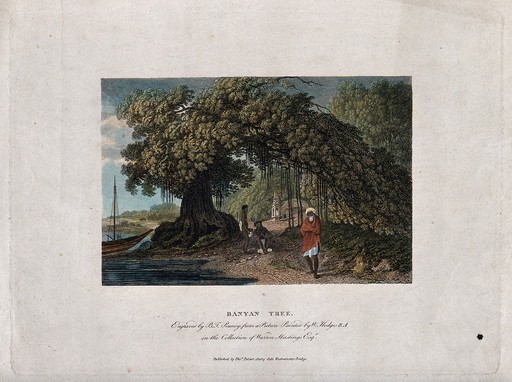 Banyan tree (Ficus benghalensis) growing on a lakeside. Coloured etching by B. Pouncy, c. 1793, after W. Hodges.