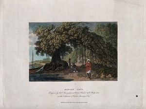 view Banyan tree (Ficus benghalensis) growing on a lakeside. Coloured etching by B. Pouncy, c. 1793, after W. Hodges.