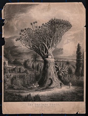 An old dragon tree (Dracaena draco) with a gash in its stem releasing its "dragon's blood" resin and a door in its trunk. Aquatint with etching by R. G. Reeve after J. J. Williams, c.1819.