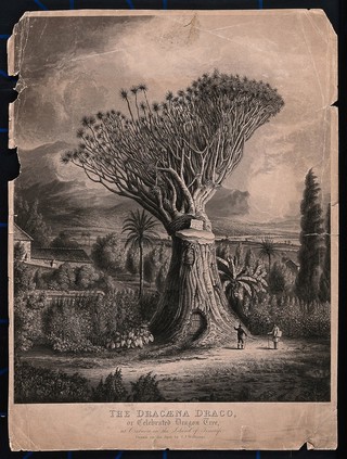 An old dragon tree (Dracaena draco) with a gash in its stem releasing its "dragon's blood" resin and a door in its trunk. Aquatint with etching by R. G. Reeve after J. J. Williams, c.1819.