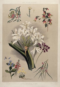 Nine species of native Australian flowers. Coloured lithograph by G. F. Angas, c. 1846, after himself.