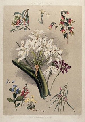 view Nine species of native Australian flowers. Coloured lithograph by G. F. Angas, c. 1846, after himself.