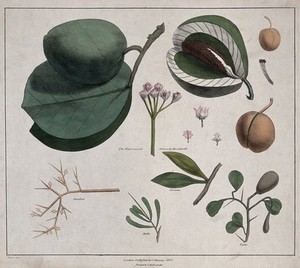 view Flowers, fruit and leaves of five plants, including Calotropis, Viscum and Zella species. Coloured lithograph, c. 1820, after G. Belzoni.