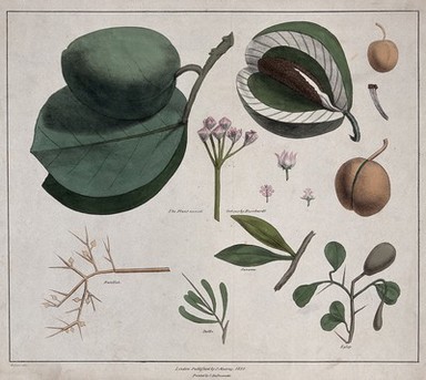 Flowers, fruit and leaves of five plants, including Calotropis, Viscum and Zella species. Coloured lithograph, c. 1820, after G. Belzoni.