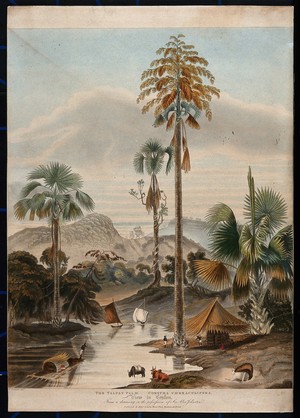 view The talipot palm (Corypha umbraculifera) growing by a lakeside in Ceylon. Coloured etching after W. Daniell, c.1827.