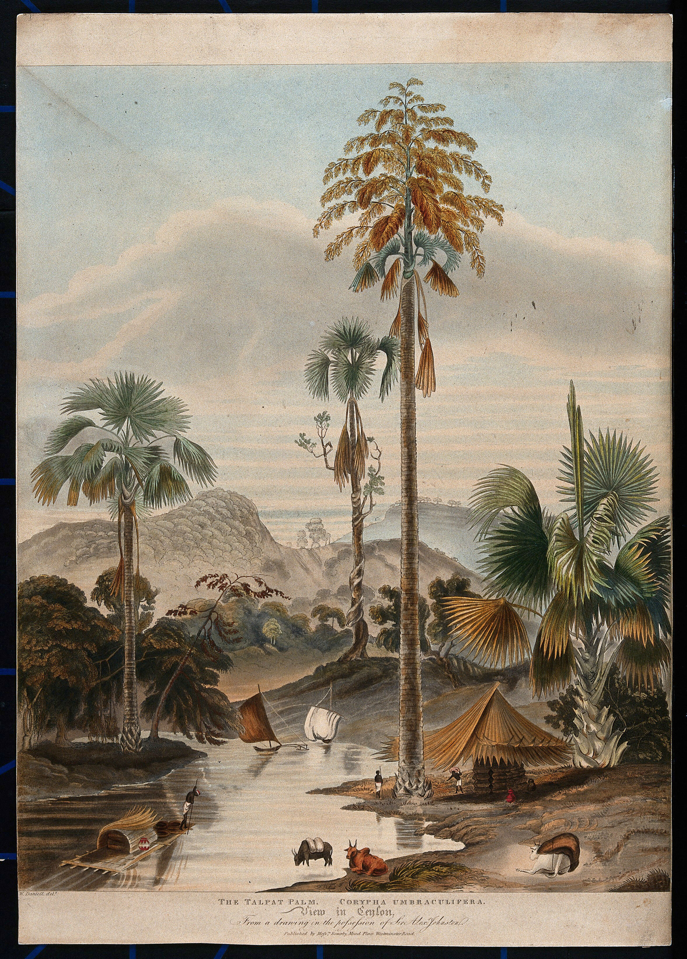 Talipot palm on sale