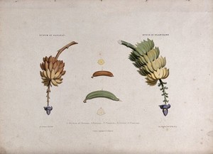 view A bunch of bananas (Musa species) and a bunch of plantains (Musa x paradisiaca). Coloured lithograph by R. Bridgens, c. 1836, after himself.