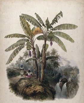 Plantain trees (Musa x paradisiaca) growing by a waterfall with two women resting beneath them. Coloured lithograph by J.B.Kidd, c.1840, after himself.