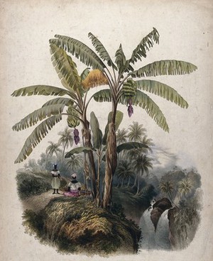 view Plantain trees (Musa x paradisiaca) growing by a waterfall with two women resting beneath them. Coloured lithograph by J.B.Kidd, c.1840, after himself.