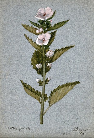 view Marsh mallow plant (Althaea officinalis): flowering stem. Watercolour, 1906.