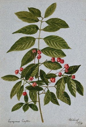 view Spindle-tree (Euonymus europea): fruiting stem. Watercolour, 1904.