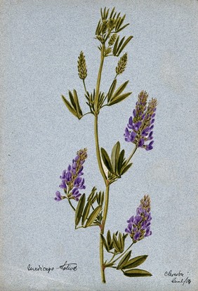 Lucerne or alfalfa plant (Medicago sativa): flowering stem. Watercolour, 1904.