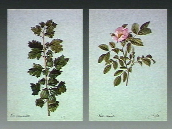 Dog rose (Rosa canina): flowering stem. Wat