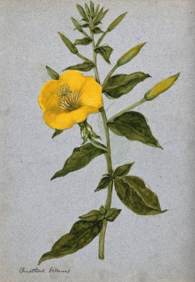 Evening primrose (Oenothera biennis): flowering stem. Watercolour.