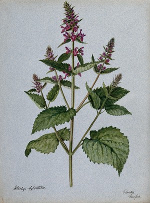 view Betony (Stachys officinalis): flowering stem. Watercolour, 1903.