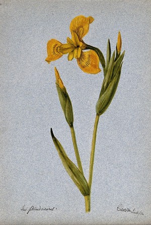 view Yellow flag (Iris pseudacorus): flowering stem. Watercolour, 1904.