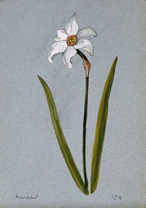 view Daffodil (Narcissus species): flowering stem. Watercolour.