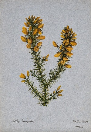 view Gorse or whin (Ulex europaeus): flowering stem. Watercolour, 1902.