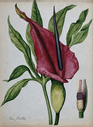 view Arum plant (Arum palestinus?): inflorescence, spadix and leaf. Watercolour.