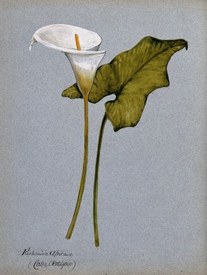 view Arum lily (Zantedeschia aethiopica): inflorescence and leaf. Watercolour.