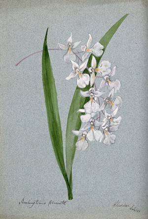 view An orchid (Rodgersia species): flowers and leaves. Watercolour, 1899.