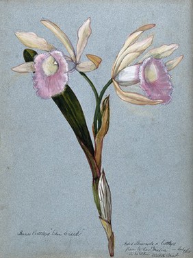 An orchid hybrid (Brassavola x Cattleya "Edwin Wheeler"): flowering stem. Watercolour, 1908.