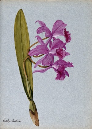 view An orchid (Cattleya Boothiana): flowering stem. Watercolour.