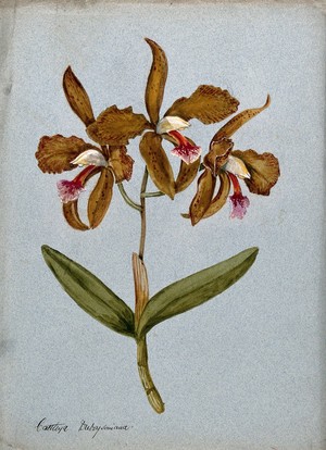 view An orchid (Cattleya Duboysoniana): flowering stem. Watercolour.