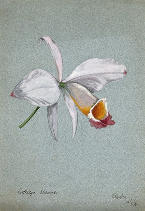 view An orchid (Cattleya Eldorado): flower only. Watercolour, 1899.