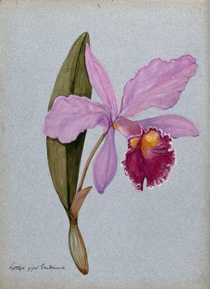 view An orchid (Cattleya gigas Sauderiana): flowering stem. Watercolour.