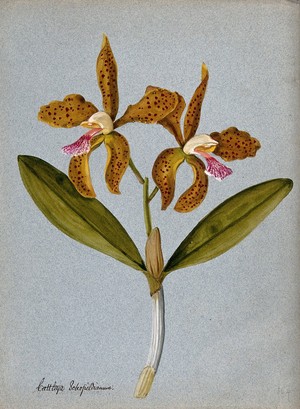 view An orchid (Cattleya Schofieldianum): flowering stem. Watercolour.