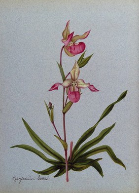 A lady's slipper orchid (Cypripedium Sedeni): flowering stem. Watercolour.