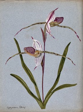 A lady's slipper orchid (Cypripedium Stoneii): flowering stem. Watercolour.