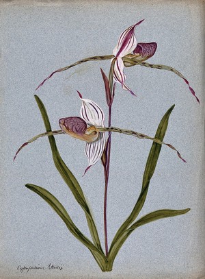 view A lady's slipper orchid (Cypripedium Stoneii): flowering stem. Watercolour.