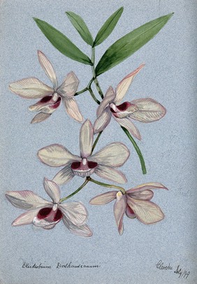 An orchid (Dendrobium Dalhausianum): flowering stem. Watercolour, 1899.