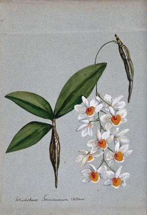 view An orchid (Dendrobium farmerii var. album): flowering stem and leaves. Watercolour.
