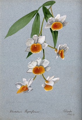 An orchid (Dendrobium thyrsiflorum): flowering stem. Watercolour, 1899.