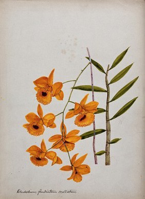 An orchid (Dendrobium fimbriatum var. Oculatum): flowering stem and leaves. Watercolour.